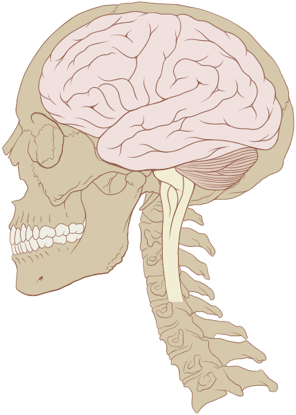 Skull and Brain